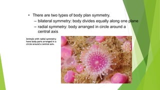 – radial symmetry: body arranged in circle around a
central axis
• There are two types of body plan symmetry.
– bilateral symmetry: body divides equally along one plane
Animals with radial symmetry
have body parts arranged in a
circle around a central axis.
 