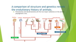 A comparison of structure and genetics reveals
the evolutionary history of animals.
 Protostomes and deuterostomes are the two major radiations on the animal
phylogenetic tree.
Porifera Cnidaria Platyhelminthes Annelida
Mollusca Nematoda Arthropoda
Echinodermata
Chordata
RADIAL
NO TISSUES
PROTOSTOMES
DUETEROSTOMES
jellyfish,coral,
anemones
sponges
flatworms
Segmented
worms
clams,snails,
octopuses
roundworms
crustaceans,
insects,spiders
seastars,
seaurchins
lancelets,
vertebrates
 