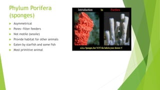 Phylum Porifera
(sponges)
 Asymmetrical
 Pores—filter feeders
 Not motile (sessile)
 Provide habitat for other animals
 Eaten by starfish and some fish
 Most primitive animal
 