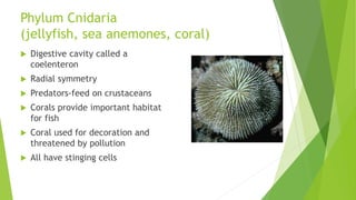 Phylum Cnidaria
(jellyfish, sea anemones, coral)
 Digestive cavity called a
coelenteron
 Radial symmetry
 Predators-feed on crustaceans
 Corals provide important habitat
for fish
 Coral used for decoration and
threatened by pollution
 All have stinging cells
 