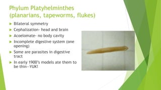 Phylum Platyhelminthes
(planarians, tapeworms, flukes)
 Bilateral symmetry
 Cephalization- head and brain
 Acoelomate- no body cavity
 Incomplete digestive system (one
opening)
 Some are parasites in digestive
tract
 In early 1900’s models ate them to
be thin—YUK!
 