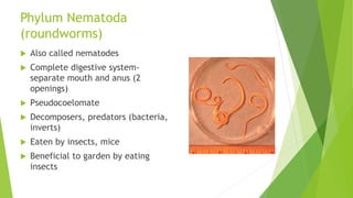Phylum Nematoda
(roundworms)
 Also called nematodes
 Complete digestive system-
separate mouth and anus (2
openings)
 Pseudocoelomate
 Decomposers, predators (bacteria,
inverts)
 Eaten by insects, mice
 Beneficial to garden by eating
insects
 