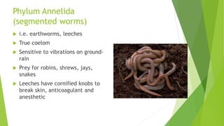 Phylum Annelida
(segmented worms)
 i.e. earthworms, leeches
 True coelom
 Sensitive to vibrations on ground-
rain
 Prey for robins, shrews, jays,
snakes
 Leeches have cornified knobs to
break skin, anticoagulant and
anesthetic
 