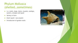 Phylum Mollusca
(shelled…sometimes)
 i.e. snails, slugs, clams, mussels, scallops,
oysters, octopus and squid
 Variety in form
 Giant squid = sea serpent
 Introduction of garden snails
 