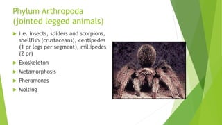Phylum Arthropoda
(jointed legged animals)
 i.e. insects, spiders and scorpions,
shellfish (crustaceans), centipedes
(1 pr legs per segment), millipedes
(2 pr)
 Exoskeleton
 Metamorphosis
 Pheromones
 Molting
 