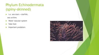 Phylum Echinodermata
(spiny-skinned)
 i.e. sea stars = starfish,
sea urchins
 Water vascular system
 Tube feet
 Important predators
 