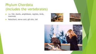 Phylum Chordata
(includes the vertebrates)
 i.e. fish, sharks, amphibians, reptiles, birds,
mammals
 Notochord, nerve cord, gill slits, tail
 