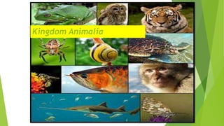 Kingdom Animalia
 