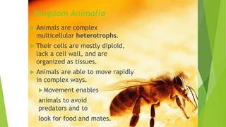 Kingdom Animalia
 Animals are complex
multicellular heterotrophs.
 Their cells are mostly diploid,
lack a cell wall, and are
organized as tissues.
 Animals are able to move rapidly
in complex ways.
Movement enables
animals to avoid
predators and to
look for food and mates.
 