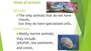 Kinds of Animals
Sponges
The only animals that do not have
tissues,
but they do have specialized cells.
Cnidarians
Mostly marine animals;
they include
jellyfish, sea anemones,
and corals.
 