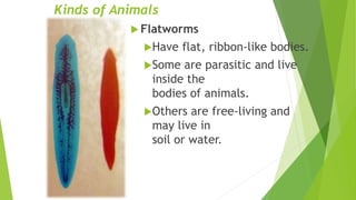Kinds of Animals
 Flatworms
Have flat, ribbon-like bodies.
Some are parasitic and live
inside the
bodies of animals.
Others are free-living and
may live in
soil or water.
 