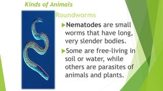 Kinds of Animals
Roundworms
Nematodes are small
worms that have long,
very slender bodies.
Some are free-living in
soil or water, while
others are parasites of
animals and plants.
 