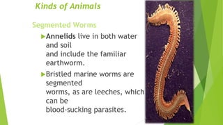 Kinds of Animals
Segmented Worms
Annelids live in both water
and soil
and include the familiar
earthworm.
Bristled marine worms are
segmented
worms, as are leeches, which
can be
blood-sucking parasites.
 