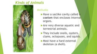 Kinds of Animals
Mollusks
Have a saclike cavity called a
coelom that encloses internal
organs.
Are very diverse aquatic and
terrestrial animals.
They include snails, oysters,
clams, octopuses, and squids.
Most have a hard external
skeleton (a shell).
 