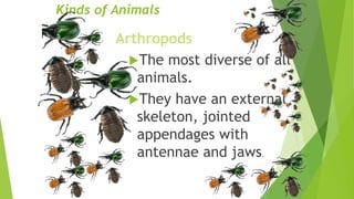 Kinds of Animals
Arthropods
The most diverse of all
animals.
They have an external
skeleton, jointed
appendages with
antennae and jaws.
 