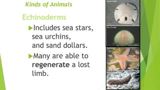 Kinds of Animals
Echinoderms
Includes sea stars,
sea urchins,
and sand dollars.
Many are able to
regenerate a lost
limb.
 