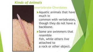 Kinds of Animals
Invertebrate Chordates
Aquatic animals that have
much in
common with vertebrates,
though they do not have a
backbone.
Some are swimmers that
resemble
fish, while others live
attached to
a rock or other object.
 