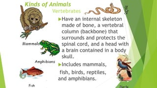 Kinds of Animals
Vertebrates
Have an internal skeleton
made of bone, a vertebral
column (backbone) that
surrounds and protects the
spinal cord, and a head with
a brain contained in a body
skull.
Includes mammals,
fish, birds, reptiles,
and amphibians.
 