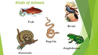 Kinds of Animals
 