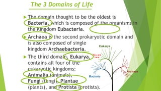 The 3 Domains of Life
 The domain thought to be the oldest is
Bacteria, which is composed of the organisms in
the Kingdom Eubacteria.
 Archaea is the second prokaryotic domain and
is also composed of single
kingdom Archaebacteria.
 The third domain, Eukarya,
contains all four of the
eukaryotic kingdoms:
Animalia (animals),
Fungi (fungi), Plantae
(plants), and Protista (protists).
 