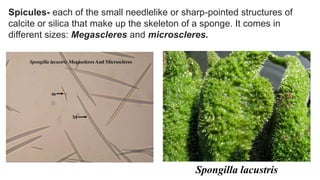 Spicula Animal Biology.pdf