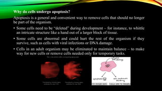 Apoptosis and Measurement of Cell Death | PPTX
