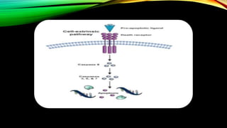 Apoptosis and Measurement of Cell Death | PPTX