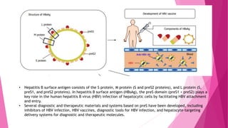 • Hepatitis B surface antigen consists of the S protein, M protein (S and preS2 proteins), and L protein (S,
preS1, and preS2 proteins). In hepatitis B surface antigen (HBsAg), the preS domain (preS1 + preS2) plays a
key role in the human hepatitis B virus (HBV) infection of hepatocytic cells by facilitating HBV attachment
and entry.
• Several diagnostic and therapeutic materials and systems based on preS have been developed, including
inhibitors of HBV infection, HBV vaccines, diagnostic tools for HBV infection, and hepatocyte-targeting
delivery systems for diagnostic and therapeutic molecules.
 