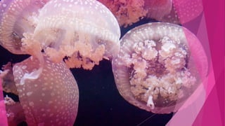 Commercially available recombinant proteins 