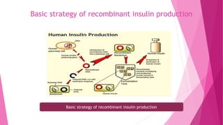 Basic strategy of recombinant insulin production
Basic strategy of recombinant insulin production
 