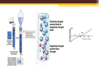 Production of recombinant proteins | PPTX