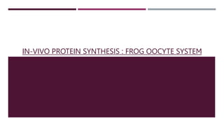 IN-VIVO PROTEIN SYNTHESIS : FROG OOCYTE SYSTEM
 