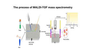 The process of MALDI-TOF mass spectrometry
 