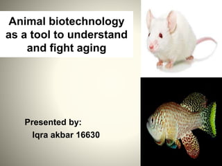 Animal biotechnology
as a tool to understand
and fight aging
Presented by:
Iqra akbar 16630
 