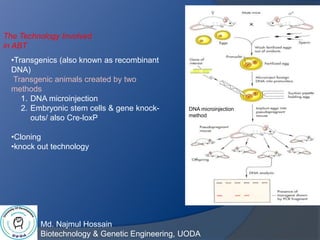 Md. Najmul Hossain
Biotechnology & Genetic Engineering, UODA
The Technology Involved
in ABT
•Transgenics (also known as recombinant
DNA)
Transgenic animals created by two
methods
1. DNA microinjection
2. Embryonic stem cells & gene knock-
outs/ also Cre-loxP
•Cloning
•knock out technology
DNA microinjection
method
 