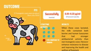 OUTCOME
Inserted
Successfully
When these cows lactated,
the milk contained both
bovine and human lysozymes
that had stronger
antibacterial activity than
non-transgenic cows. Hencevr
enhance resistance to disease
and improving the health and
welfare of livestock
RESULTS
5 Transgenic cows were produce
Born July 2010
Of lysozyme typically
0.05–0.22 μg/ml
LYSOZYME
ACTIVITY
1/10 COMPARE TO
HUMAN
FYI
 