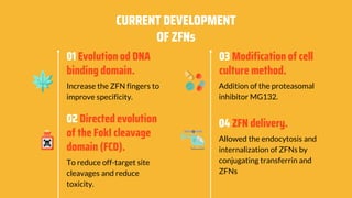 CURRENT DEVELOPMENT
OF ZFNs
01 Evolution od DNA
binding domain.
Increase the ZFN fingers to
improve specificity.
Addition of the proteasomal
inhibitor MG132.
02 Directed evolution
of the FokI cleavage
domain (FCD).
To reduce off-target site
cleavages and reduce
toxicity.
04 ZFN delivery.
Allowed the endocytosis and
internalization of ZFNs by
conjugating transferrin and
ZFNs
03 Modification of cell
culture method.
 