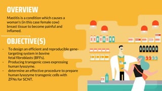 OVERVIEW
Mastitis is a condition which causes a
woman's (in this case female cow)
breast tissue to become painful and
inflamed.
OBJECTIVE(S)
- To design an efficient and reproducible gene-
targeting system in bovine
fetal fibroblasts (BFFs).
- Producing transgenic cows expressing
human lysozyme.
- determine an effective procedure to prepare
human lysozyme transgenic cells with
ZFNs for SCNT.
 