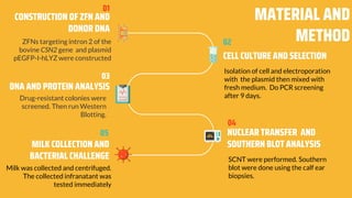 ZFNs targeting intron 2 of the
bovine CSN2 gene and plasmid
pEGFP-I-hLYZ were constructed
CONSTRUCTION OF ZFN AND
DONOR DNA
CELL CULTURE AND SELECTION
MATERIAL AND
METHOD
Drug-resistant colonies were
screened. Then run Western
Blotting.
DNA AND PROTEIN ANALYSIS
Milk was collected and centrifuged.
The collected infranatant was
tested immediately
MILK COLLECTION AND
BACTERIAL CHALLENGE
03
01
05
Isolation of cell and electroporation
with the plasmid then mixed with
fresh medium. Do PCR screening
after 9 days.
SCNT were performed. Southern
blot were done using the calf ear
biopsies.
NUCLEAR TRANSFER AND
SOUTHERN BLOT ANALYSIS
02
04
 
