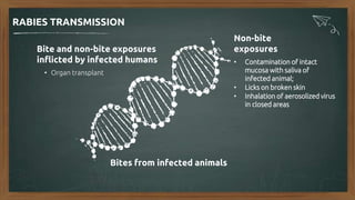 Non-bite
exposures
• Contamination of intact
mucosa with saliva of
infected animal;
• Licks on broken skin
• Inhalation of aerosolized virus
in closed areas
Bites from infected animals
Bite and non-bite exposures
inflicted by infected humans
• Organ transplant
RABIES TRANSMISSION
 