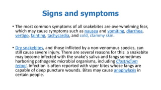 Signs and symptoms
• The most common symptoms of all snakebites are overwhelming fear,
which may cause symptoms such as nausea and vomiting, diarrhea,
vertigo, fainting, tachycardia, and cold, clammy skin.
• Dry snakebites, and those inflicted by a non-venomous species, can
still cause severe injury. There are several reasons for this: a snakebite
may become infected with the snake's saliva and fangs sometimes
harboring pathogenic microbial organisms, including Clostridium
tetani. Infection is often reported with viper bites whose fangs are
capable of deep puncture wounds. Bites may cause anaphylaxis in
certain people.
 