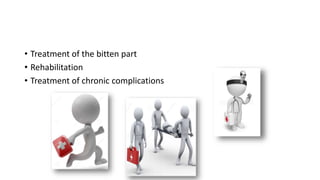 • Treatment of the bitten part
• Rehabilitation
• Treatment of chronic complications
 
