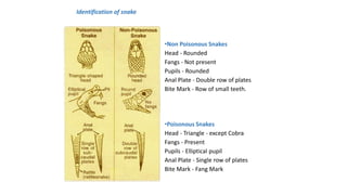 •Non Poisonous Snakes
Head - Rounded
Fangs - Not present
Pupils - Rounded
Anal Plate - Double row of plates
Bite Mark - Row of small teeth.
•Poisonous Snakes
Head - Triangle - except Cobra
Fangs - Present
Pupils - Elliptical pupil
Anal Plate - Single row of plates
Bite Mark - Fang Mark
Identification of snake
 