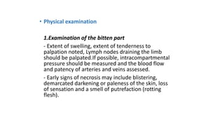 • Physical examination
1.Examination of the bitten part
- Extent of swelling, extent of tenderness to
palpation noted, Lymph nodes draining the limb
should be palpated.If possible, intracompartmental
pressure should be measured and the blood flow
and patency of arteries and veins assessed.
- Early signs of necrosis may include blistering,
demarcated darkening or paleness of the skin, loss
of sensation and a smell of putrefaction (rotting
flesh).
 