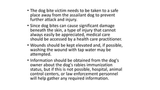 • The dog bite victim needs to be taken to a safe
place away from the assailant dog to prevent
further attack and injury.
• Since dog bites can cause significant damage
beneath the skin, a type of injury that cannot
always easily be appreciated, medical care
should be accessed by a health care practitioner.
• Wounds should be kept elevated and, if possible,
washing the wound with tap water may be
attempted.
• Information should be obtained from the dog's
owner about the dog's rabies immunization
status, but if this is not possible, hospital, animal
control centers, or law enforcement personnel
will help gather any required information.
 