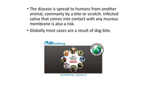 • The disease is spread to humans from another
animal, commonly by a bite or scratch. Infected
saliva that comes into contact with any mucous
membrane is also a risk.
• Globally most cases are a result of dog bite.
 