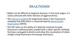 DIAGNOSIS
• Rabies can be difficult to diagnose because, in the early stages, it is
easily confused with other diseases of aggressiveness.
• The reference method for diagnosing rabies is the Fluorescent
Antibody Test (FAT) which is recommended by World Health
Organization (WHO).
• The FAT relies on the ability of a detector molecule (usually
fluorescein isothiocyanate) coupled with a rabies specific antibody
forming a conjugate to bind to and allow the visualization of rabies
antigen using fluorescent microscopy techniques.
 