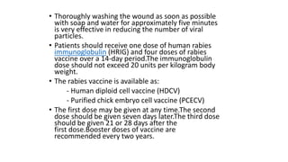 • Thoroughly washing the wound as soon as possible
with soap and water for approximately five minutes
is very effective in reducing the number of viral
particles.
• Patients should receive one dose of human rabies
immunoglobulin (HRIG) and four doses of rabies
vaccine over a 14-day period.The immunoglobulin
dose should not exceed 20 units per kilogram body
weight.
• The rabies vaccine is available as:
- Human diploid cell vaccine (HDCV)
- Purified chick embryo cell vaccine (PCECV)
• The first dose may be given at any time.The second
dose should be given seven days later.The third dose
should be given 21 or 28 days after the
first dose.Booster doses of vaccine are
recommended every two years.
 