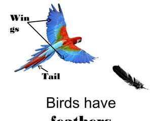 Birds have
Win
gs
Tail
 