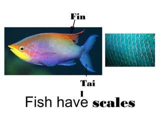 Fish have scales
Fin
s
Tai
l
 